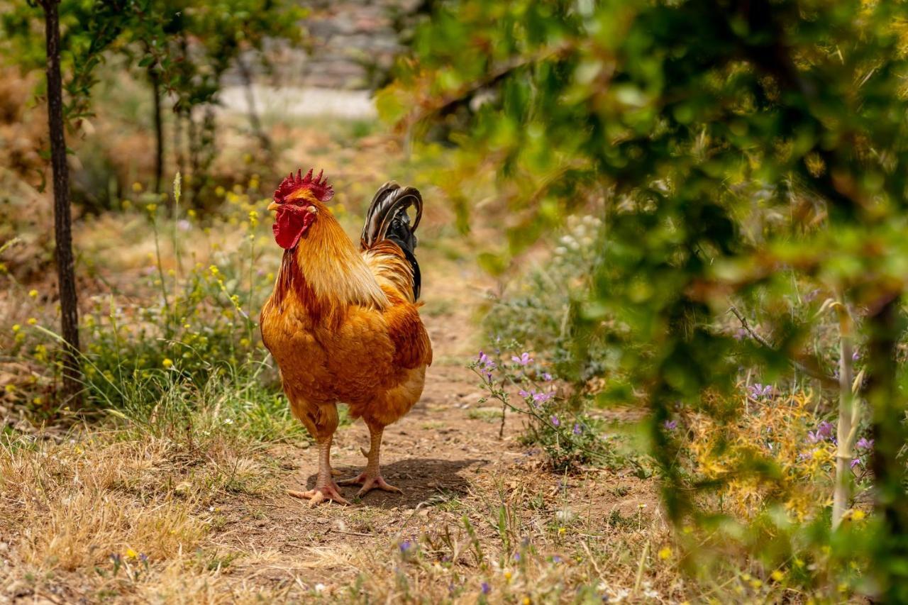 Agrikea Aparthotel Κορησσία Εξωτερικό φωτογραφία